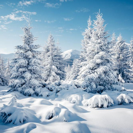 GREEN SPRUCE | Diffuser Oil | Business Scent