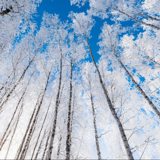 Iced Birchwood Scent Oil by Scentfluence