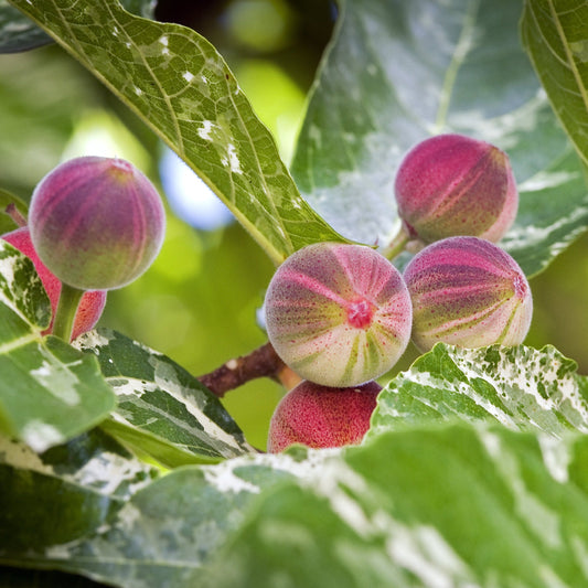 Fig Tree | room fragrance diffuser oil  scents air with a Mediterranean villa vibe. Scent oil by Scent Marketing Inc