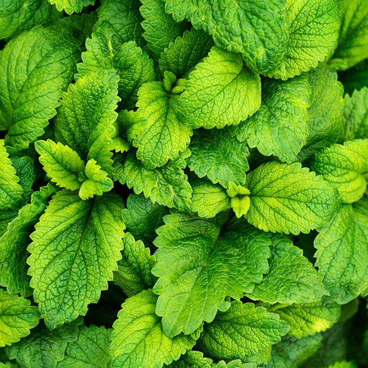 Mint Focus | Diffuser Oil | Room Fragrance