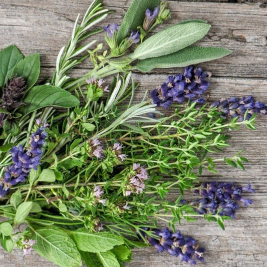 Lavender Basil Scent Oil