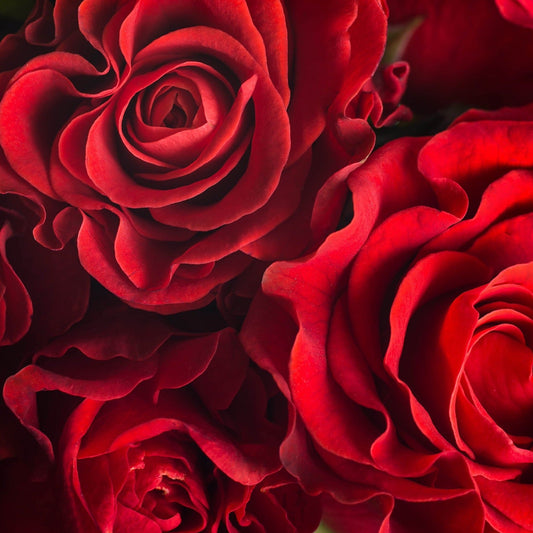 Red Roses