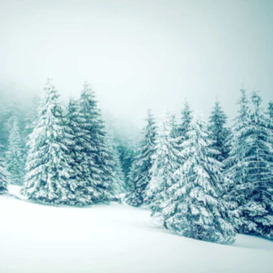Winter Pine | Diffuser Oil | Business Scent