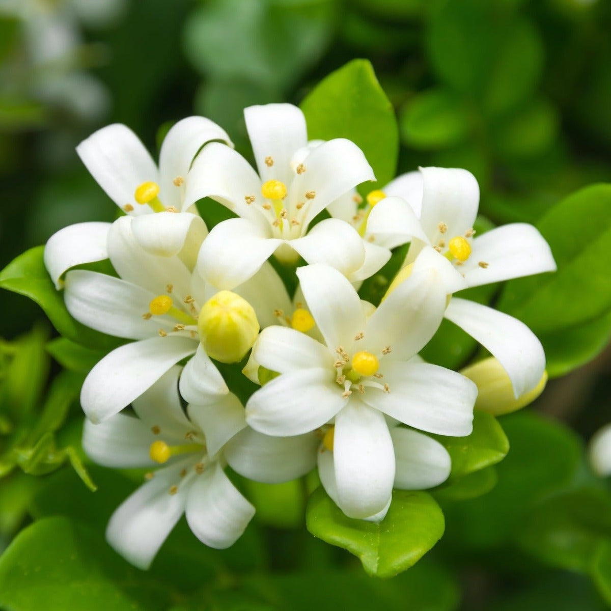 White Floral Ginger