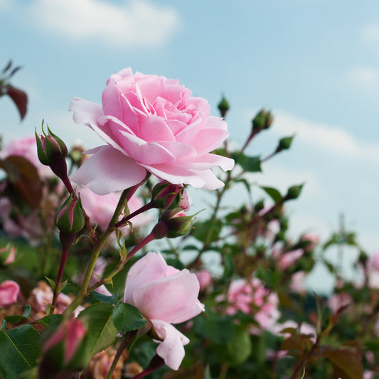 Natural Rose | Diffuser Oil | Room Fragrance