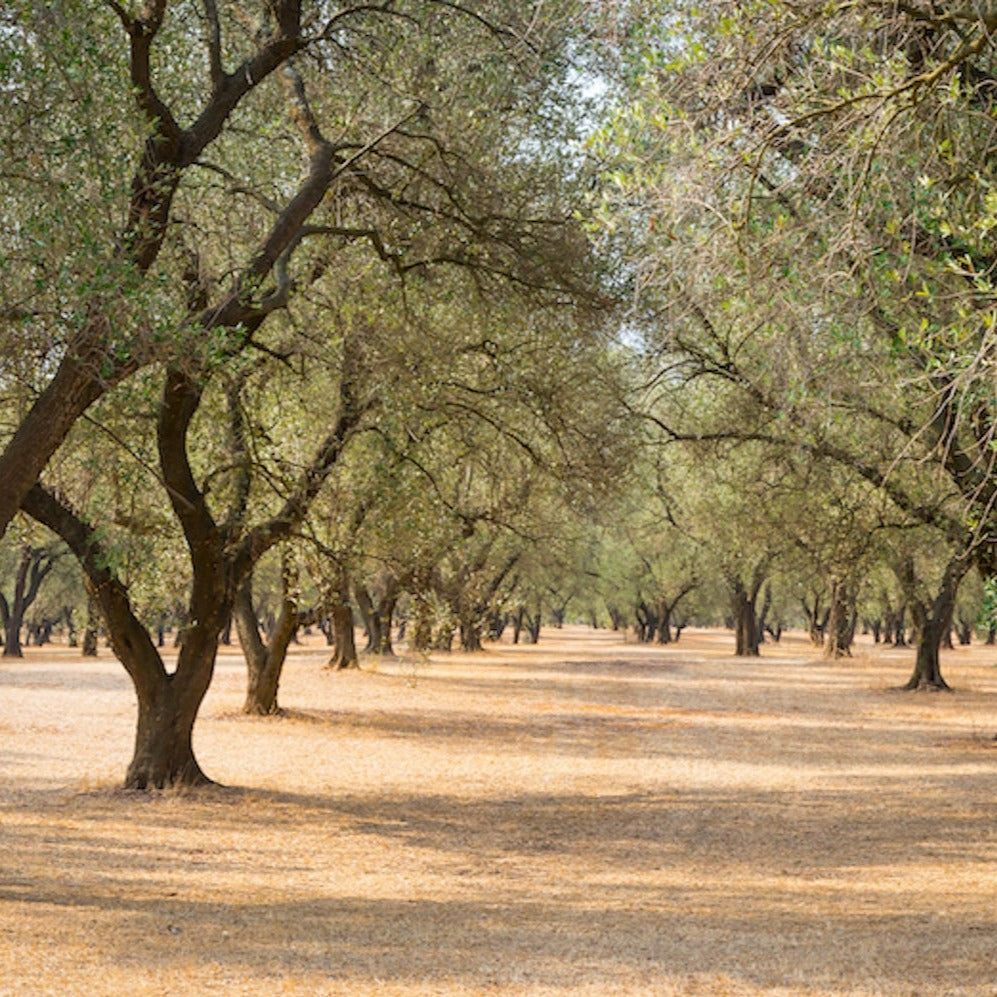 Olive Grove | Diffuser Oil | Room Fragrance