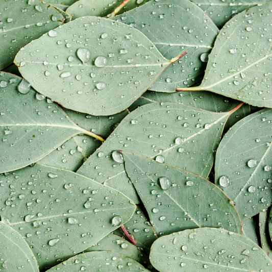 Sea Salt Sage diffusible scent oil by ScentFluence