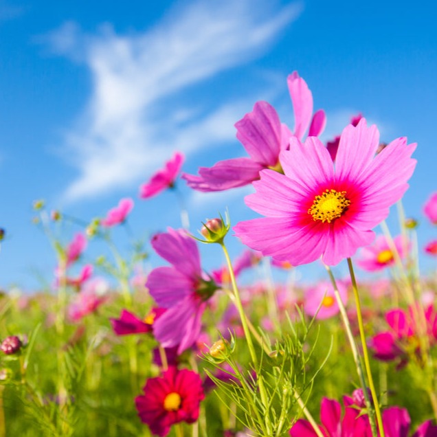 Spring Flowers diffusible scent oil ScentFluence