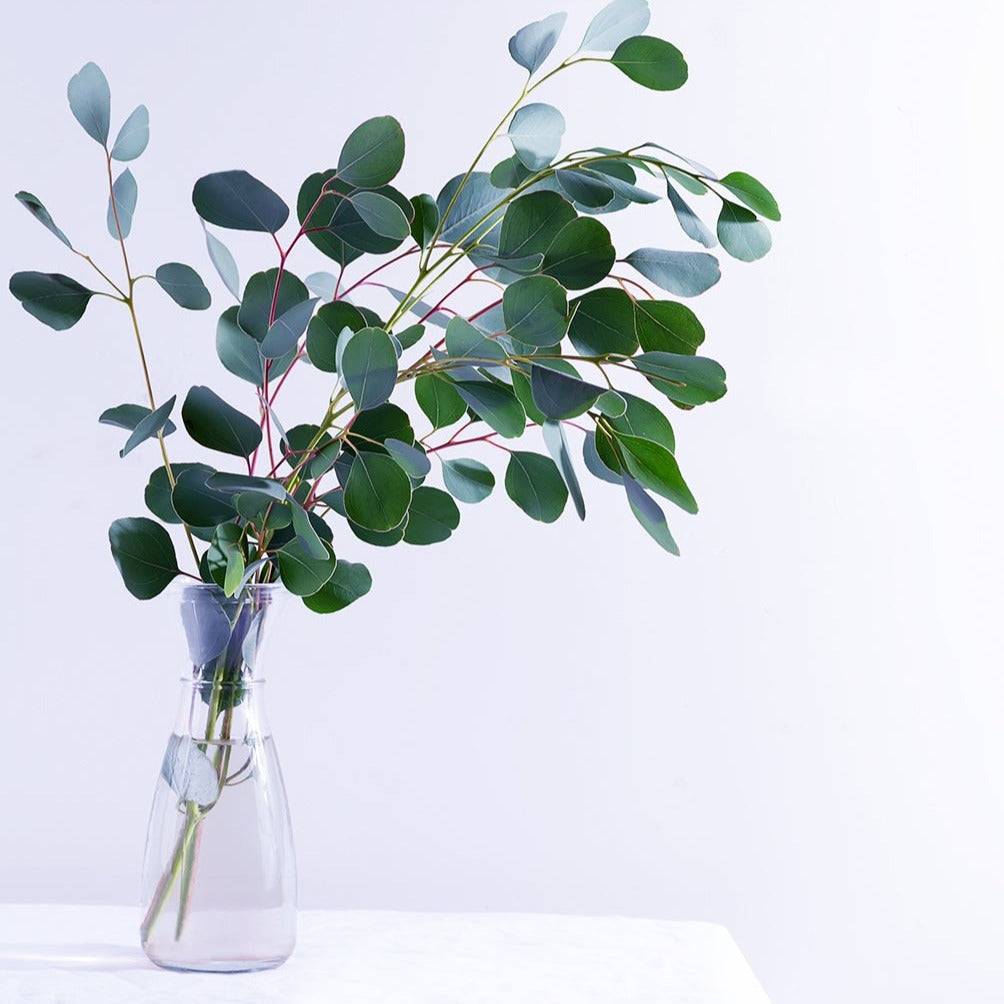 Clear Eucalyptus | Diffuser Oil | Room Fragrance