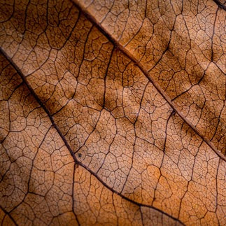 ScentFluence Tabac Noir diffusible scent oil