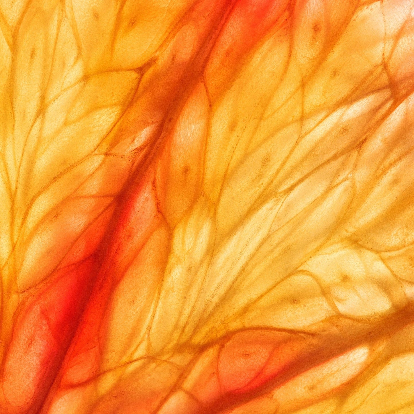 Sensual Citrus