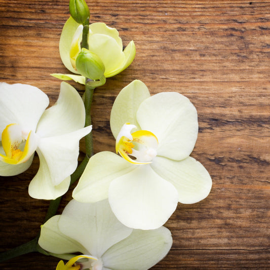 Vanilla, Cedarwood, Sage | Diffuser Oil | Business Scent