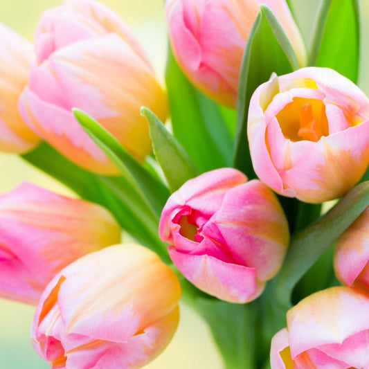 True Tulip ScentFluence Scent oil. These tulips are sweet and welcoming.  A mélange of tulips scents,  including honey and delicate sweet grass notes.