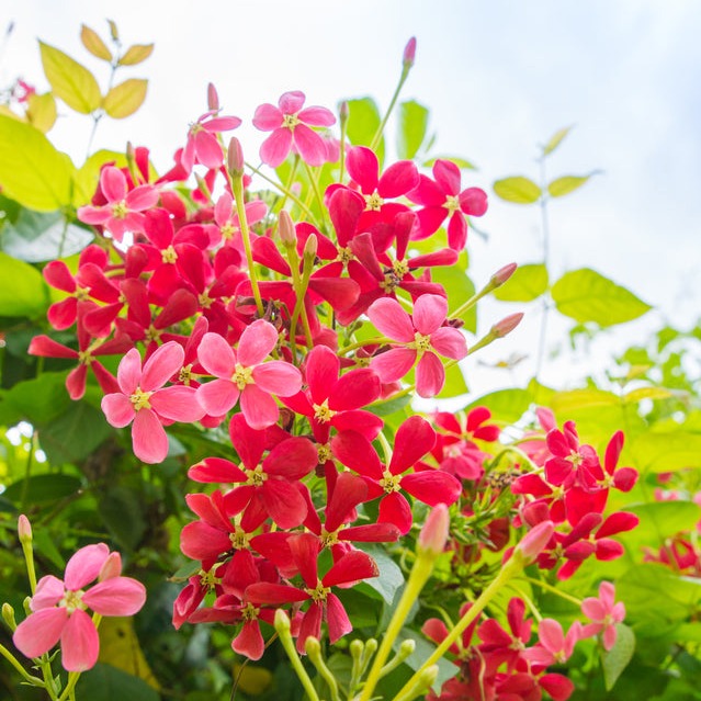 Wild Honeysuckle ScentFluence scent oil Is it a floral scent or a fruit? This gentle, welcoming and mysterious sweet scent will keep you guessing.
