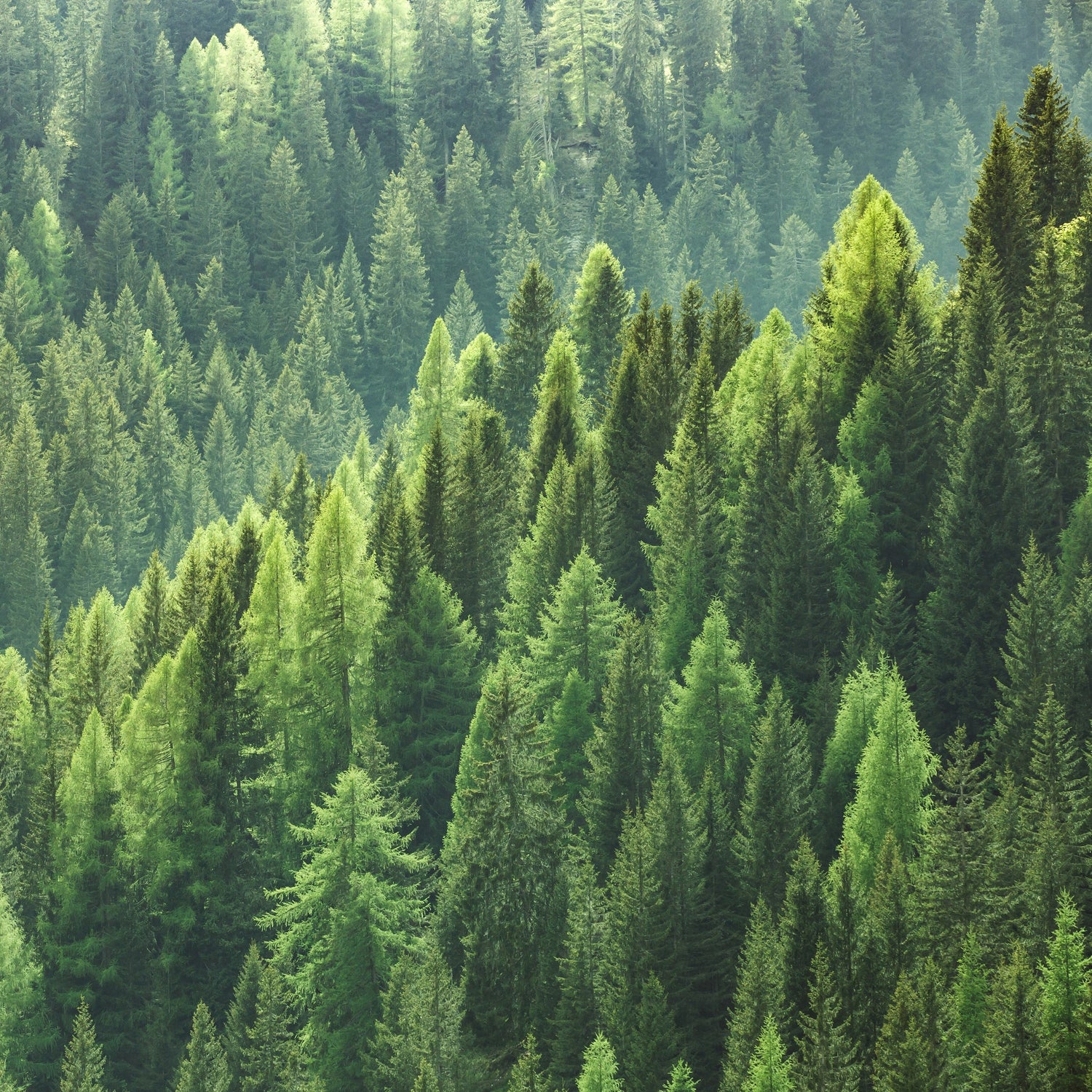 Imperial Wood diffusible scent oil