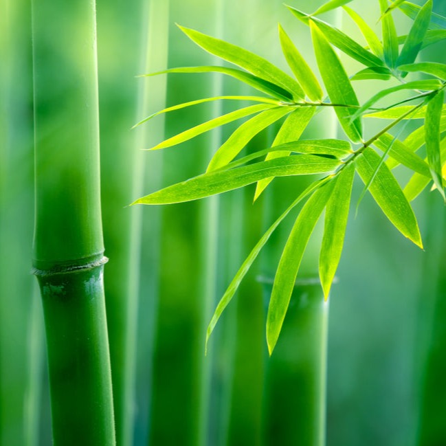 White Bamboo | Diffuser Oil | Business Scent